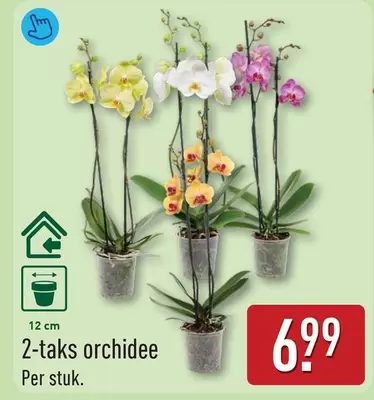 2-taks orchidee