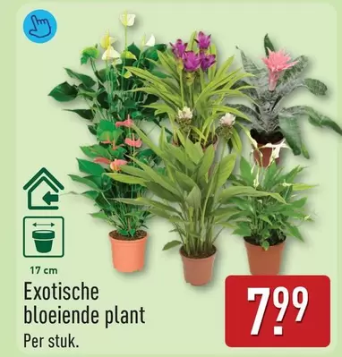plant - Exotische bloeiende