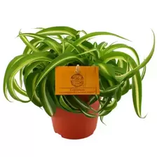 Chlorophytum Bonnie
