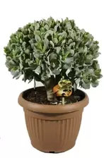 Crassula Arb. Undilatifolia