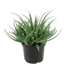 Aloë Arborescens