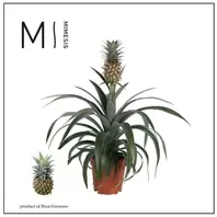Ananas 'Mi Amigo' - P12cm