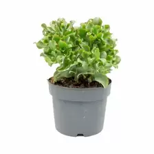 Crassula Curly