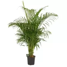 Areca Goudpalm
