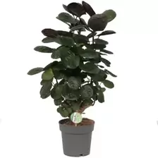 Aralia - P19cm