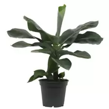 Bananenplant - P 17cm