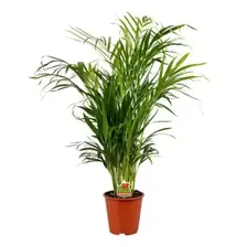 Areca Goudpalm 'Dypsis lutescens'