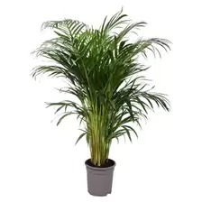 Areca Goudpalm