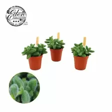 Augurkenplantje
