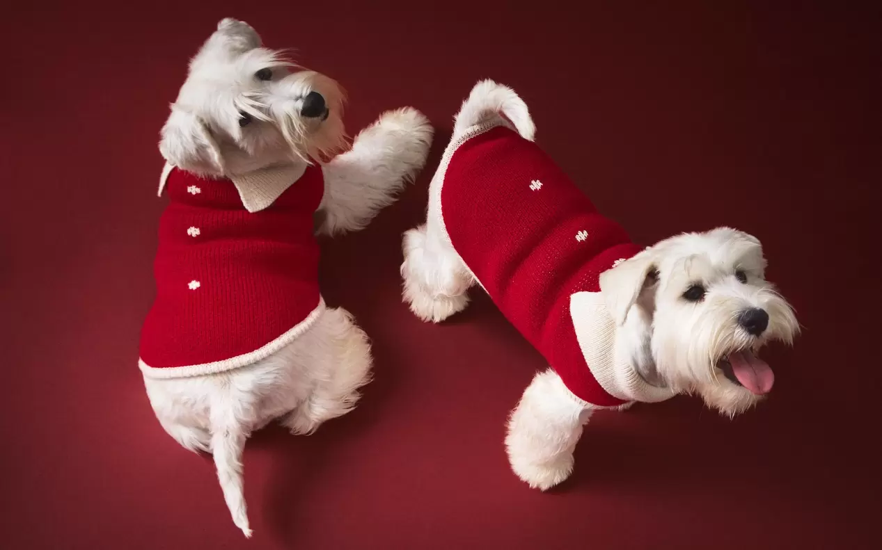 KERSTTRUI VOOR HUISDIEREN