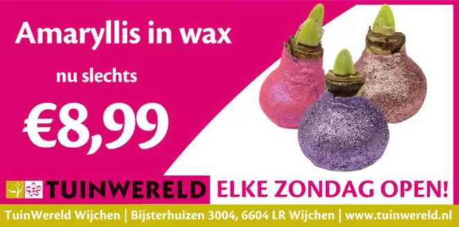 Catalogus van TuinWereld | Amaryllis in wax | 2025-11-19T00:00:00.000Z - 2025-11-23T00:00:00.000Z