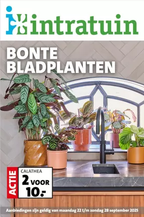 Catalogus van Intratuin in Veeningen | Bonte bladplanten | 2025-09-23T00:00:00.000Z - 2025-09-28T00:00:00.000Z