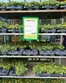 Catalogus van Tuincentrum de Nieuwstad in Tollebeek | Tuincentrum De Nieuwstad Verkoop | 2026-05-20T00:00:00.000Z - 2026-06-03T00:00:00.000Z