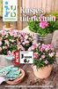 Catalogus van Intratuin | Intratuin folder | 2026-05-25T00:00:00.000Z - 2026-05-31T00:00:00.000Z