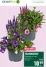 Catalogus van GroenRijk | Actuele speciale acties | 2026-06-25T00:00:00.000Z - 2026-07-01T00:00:00.000Z