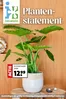 Catalogus van Intratuin | Topaanbiedingen voor slimme spaarders | 2026-08-31T00:00:00.000Z - 2026-09-06T00:00:00.000Z