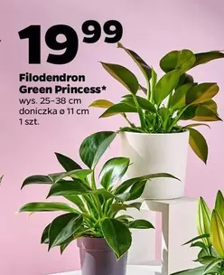 Filodendron Green Princess