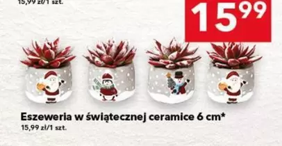 Eszeweria w świątecznej ceramice 6 cm*