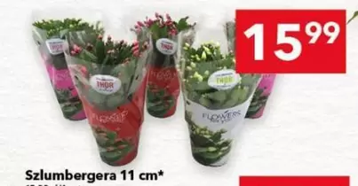 Thor - Szlumbergera 11 cm*