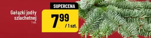 Gałązki jodły szlachetnej