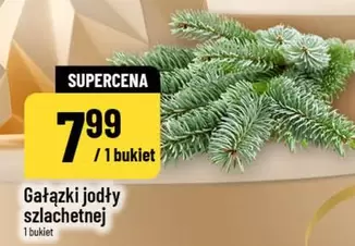 Gałązki jodły szlachetnej