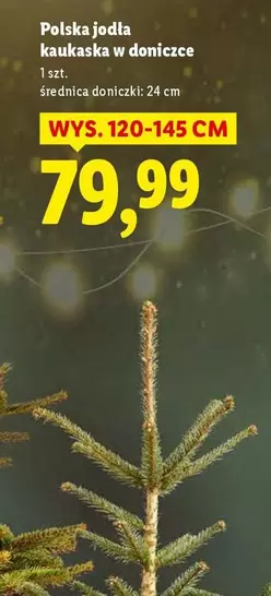 Polska jodla kaukaska w doniczce