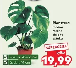 Ok - Monstera