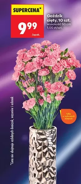 Goździk cięty, 10 szt