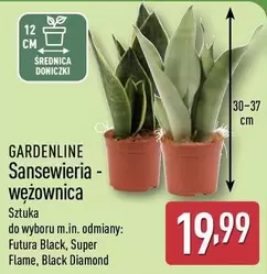 Black - Sansewieria - wężownica