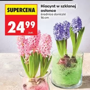 Hiacynt w szklanej osłonce