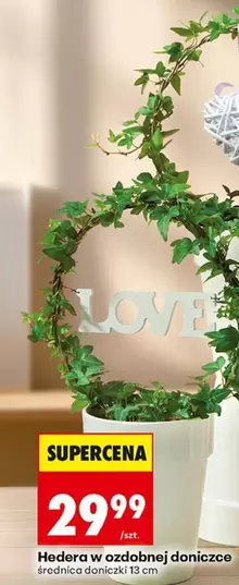Hedera w ozdobnej doniczce