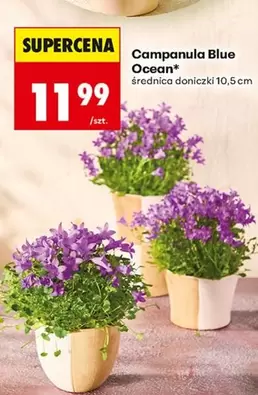 Blue - Campanula Ocean*