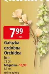 Magnolia - Gałązka ozdobna Orchidea