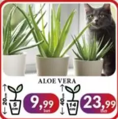 Aloe - ALOE VERA