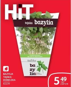 Ba - BAZYLIA TAJSKA DONICZKA