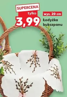 łodyżka bukszpanu