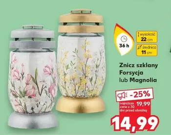 Magnolia - Forsycja lub