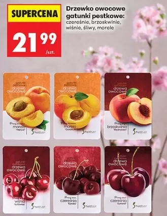 Ph - Drzewko owocowe gatunki pestkowe