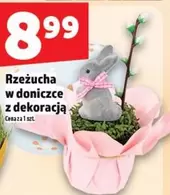 Rzeżucha w doniczce z dekoracją