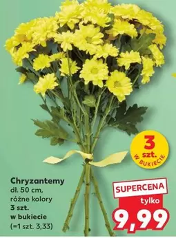 Chryzantemy