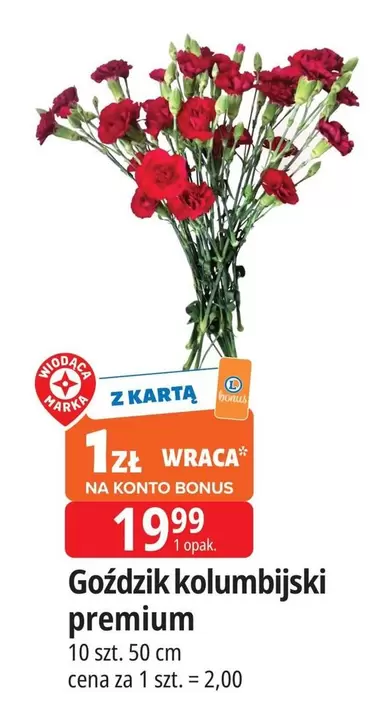 Goździk kolumbijski
