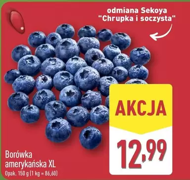 Borówka amerykańska XL