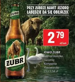 PIWO ŻUBR
