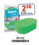 York - Gąbka
