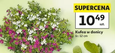 Kufeya w donicy