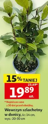 Wawrzyn szlachetny w donicy