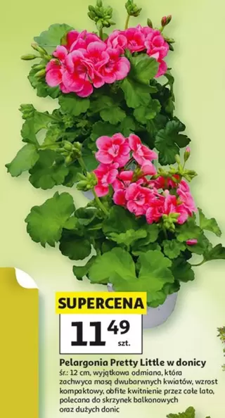 Pelargonia Pretty Little w donicy