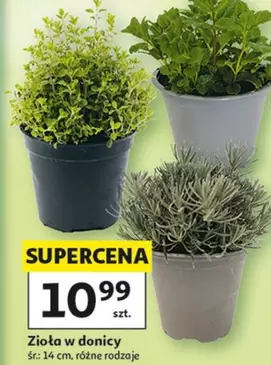 Zioła w donicy