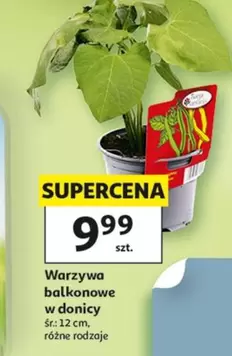 Warzywa balkonowe