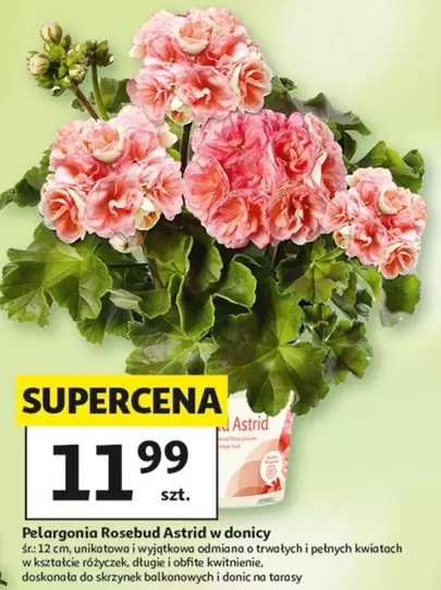 Pelargonia Rosebud Astrid w donicy